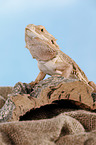 central bearded dragon