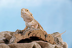 central bearded dragon