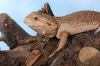 central bearded dragon