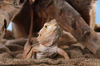 central bearded dragon