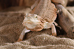 central bearded dragon