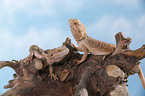 central bearded dragon