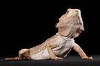 central bearded dragon at black background