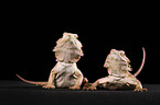 central bearded dragons at black background