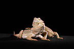 central bearded dragons at black background