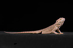 central bearded dragon at black background