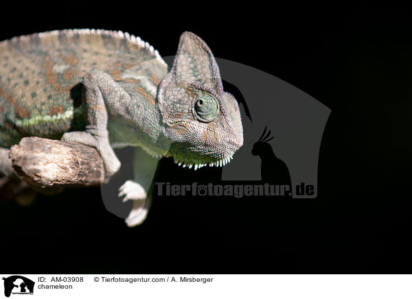 Chamleon / chameleon / AM-03908