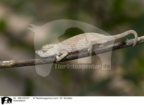 Chamleon / chameleon / WS-05247