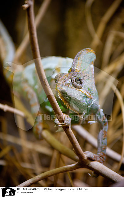 chameleon / MAZ-04073