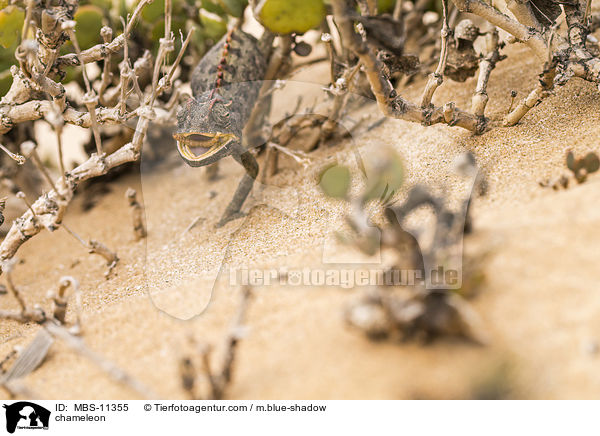 Chamleon / chameleon / MBS-11355