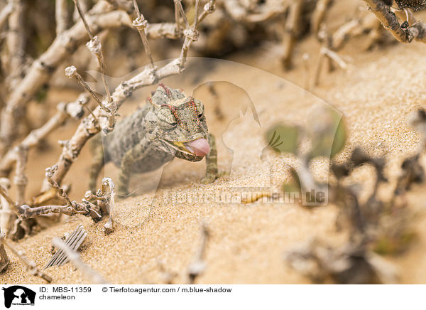 Chamleon / chameleon / MBS-11359