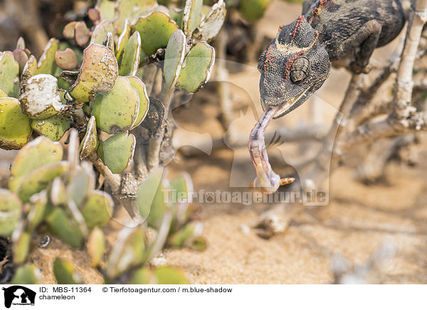 Chamleon / chameleon / MBS-11364