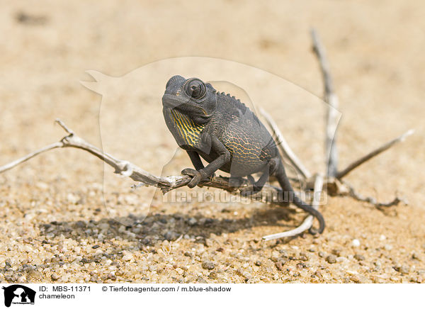 Chamleon / chameleon / MBS-11371