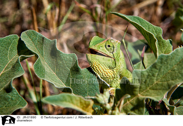 chameleon / JR-01890
