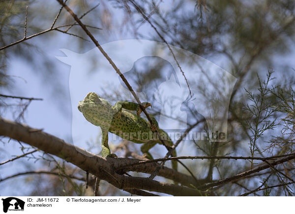 Chamleon / chameleon / JM-11672