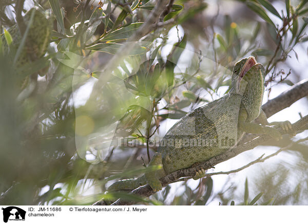 Chamleon / chameleon / JM-11686