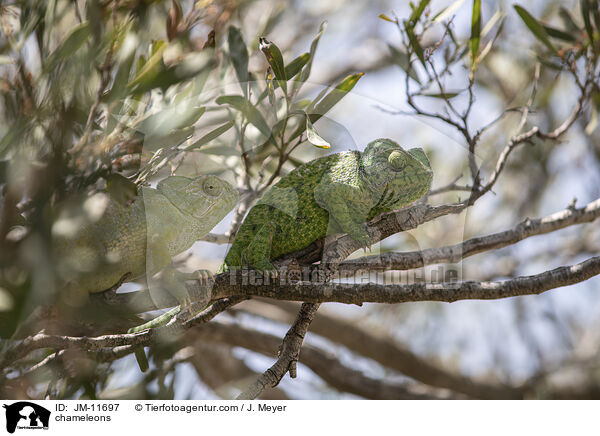 chameleons / JM-11697