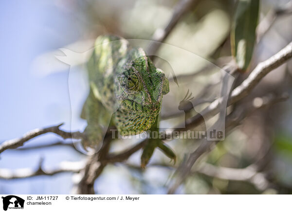 chameleon / JM-11727