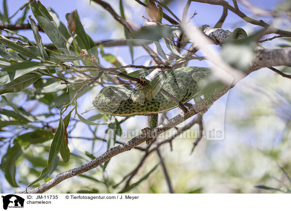 Chamleon / chameleon / JM-11735