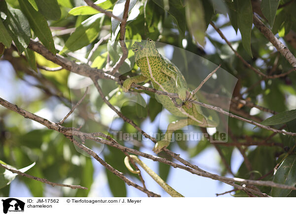 Chamleon / chameleon / JM-17562