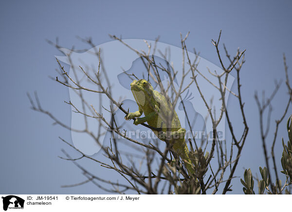 Cham�leon / chameleon / JM-19541