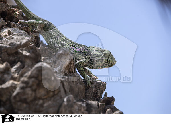 Chamleon / chameleon / JM-19575
