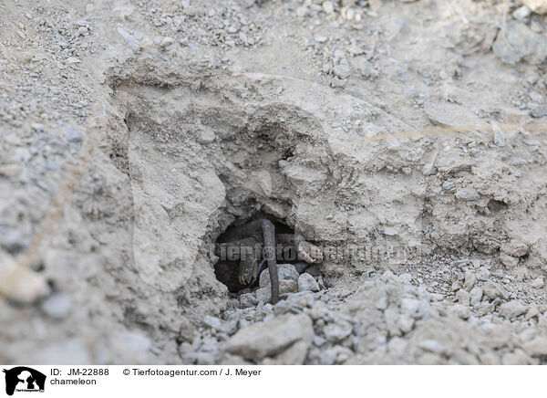 Chamleon / chameleon / JM-22888