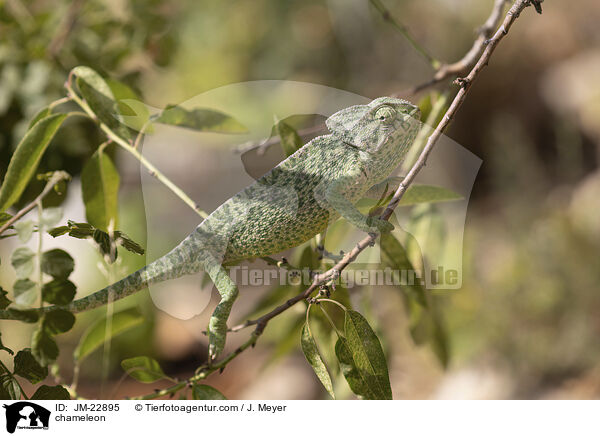 Chamleon / chameleon / JM-22895