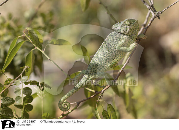Chamleon / chameleon / JM-22897
