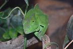 chameleon