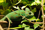 chameleon