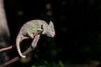 chameleon