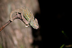 chameleon