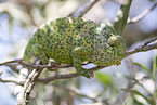 chameleon