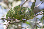 chameleon