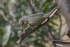 chameleon