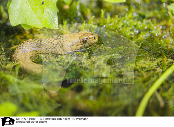checkered water snake / PW-15689