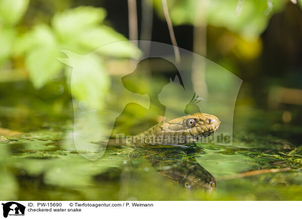 Wrfelnatter / checkered water snake / PW-15690
