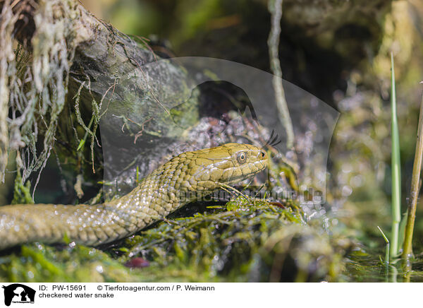 checkered water snake / PW-15691