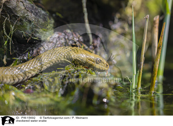 checkered water snake / PW-15692