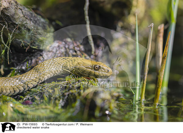 checkered water snake / PW-15693