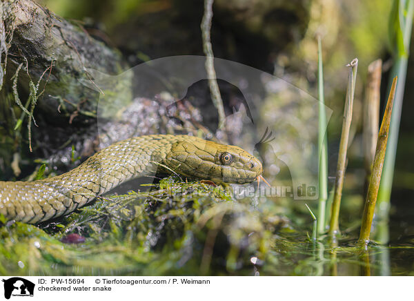 checkered water snake / PW-15694