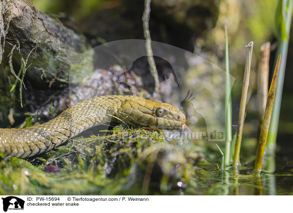 Wrfelnatter / checkered water snake / PW-15694