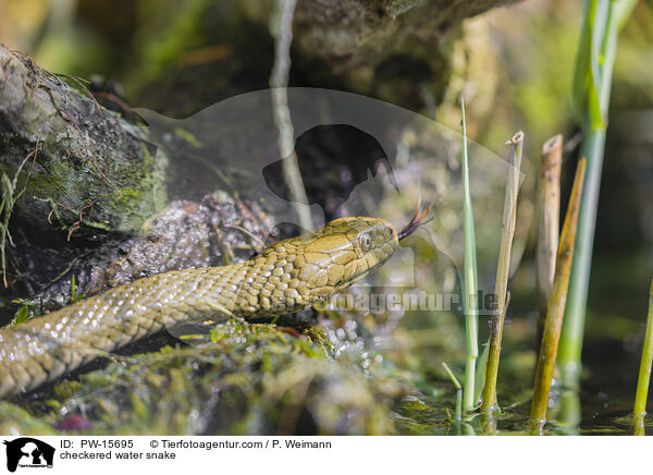 checkered water snake / PW-15695