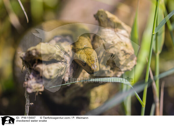 checkered water snake / PW-15697