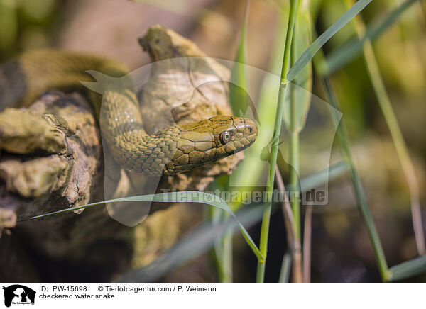 checkered water snake / PW-15698