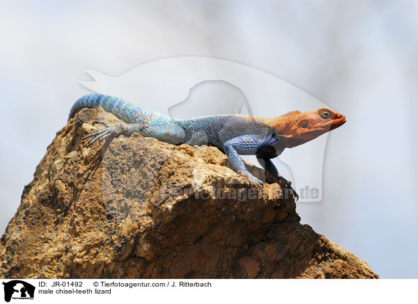 male chisel-teeth lizard / JR-01492