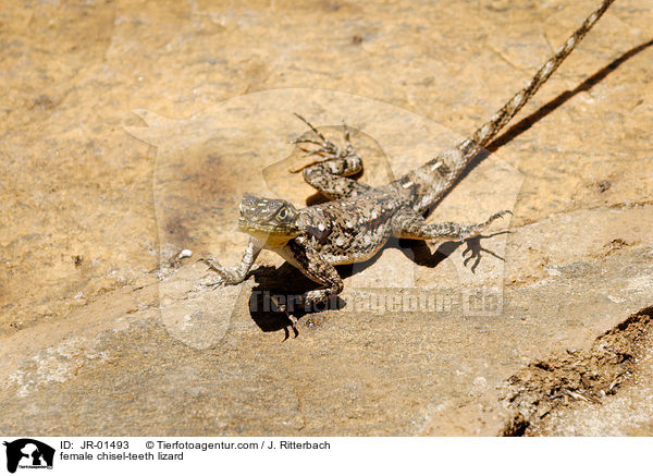 female chisel-teeth lizard / JR-01493