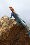 male chisel-teeth lizard