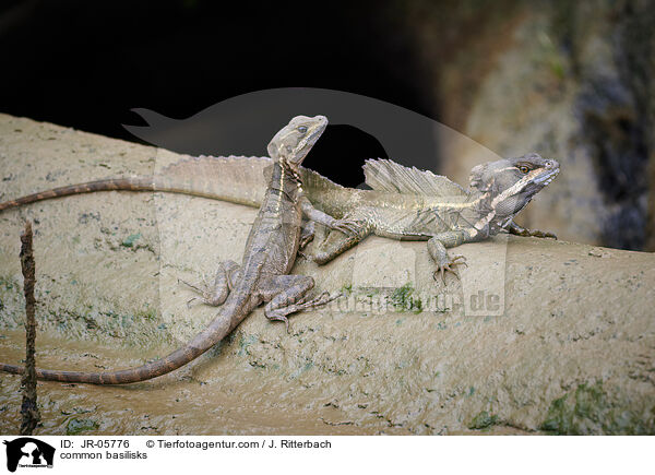 Helmbasilisken / common basilisks / JR-05776